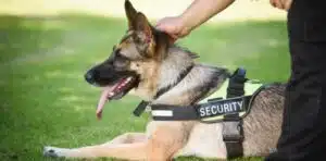 Professioneller Security-Service mit Wachhund