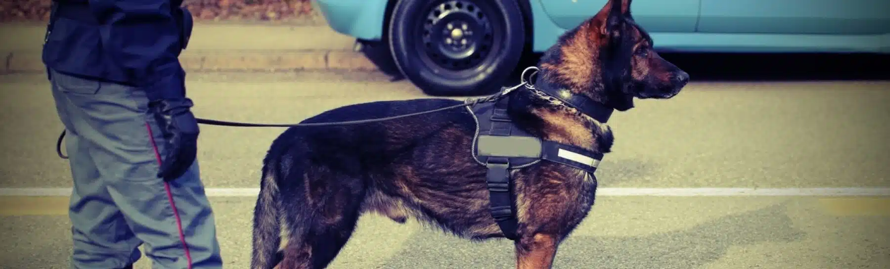 Wachschutz mit Diensthunden: Instinkt für Sicherheit